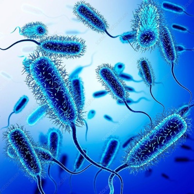 BACTERIA - Single