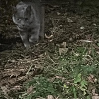 paranoid (feat. hoseph., DatBoyJazzy, 888Reno & SAIKO'S REVNGE) - Single - Kilmazi