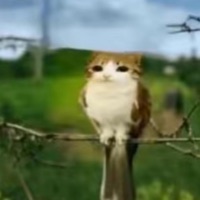 WiFi - Single - Noomling