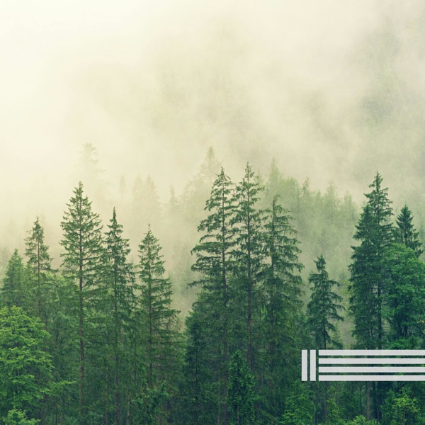Birds in the Forest Natural Sounds