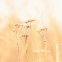 Traces of Life - Single - Somniacs & Anna Sofia Nord