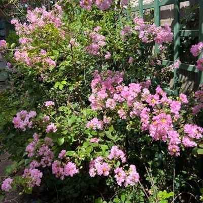 Buzzle Bee (feat. Will Russell) - Single