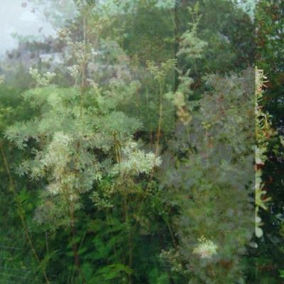 From the Rowan Tree - Single