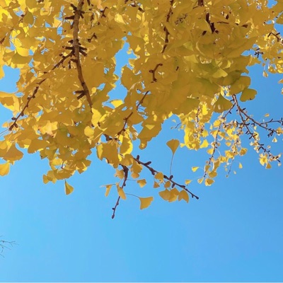 Golden Leaves - Single
