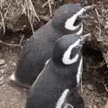 Pesquisa