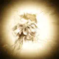 Moonflower