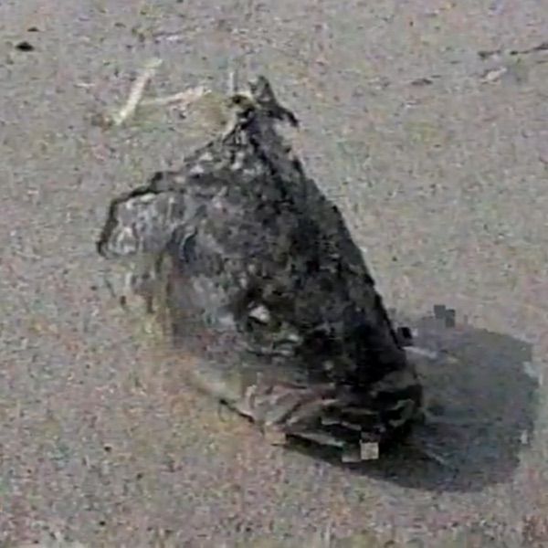 Fish Head