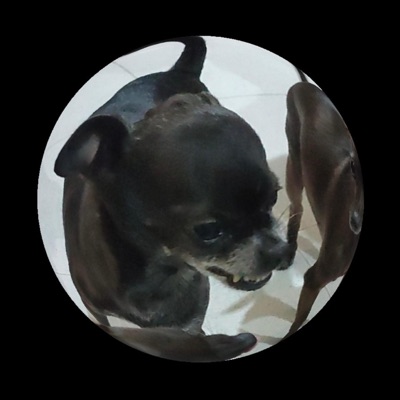 Chihuahua (feat. Francesco Fratini & Giovanni Agosti) - Single