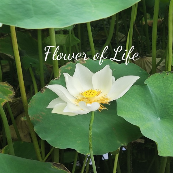 Flower of Life