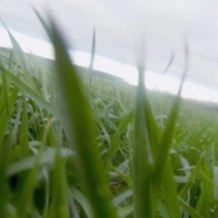 sorrow - Single - hazee