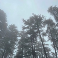 petrichor - Single - Koalres & warmstrings.