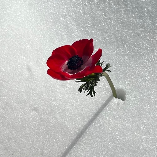 Where I Go When I Leave You album cover