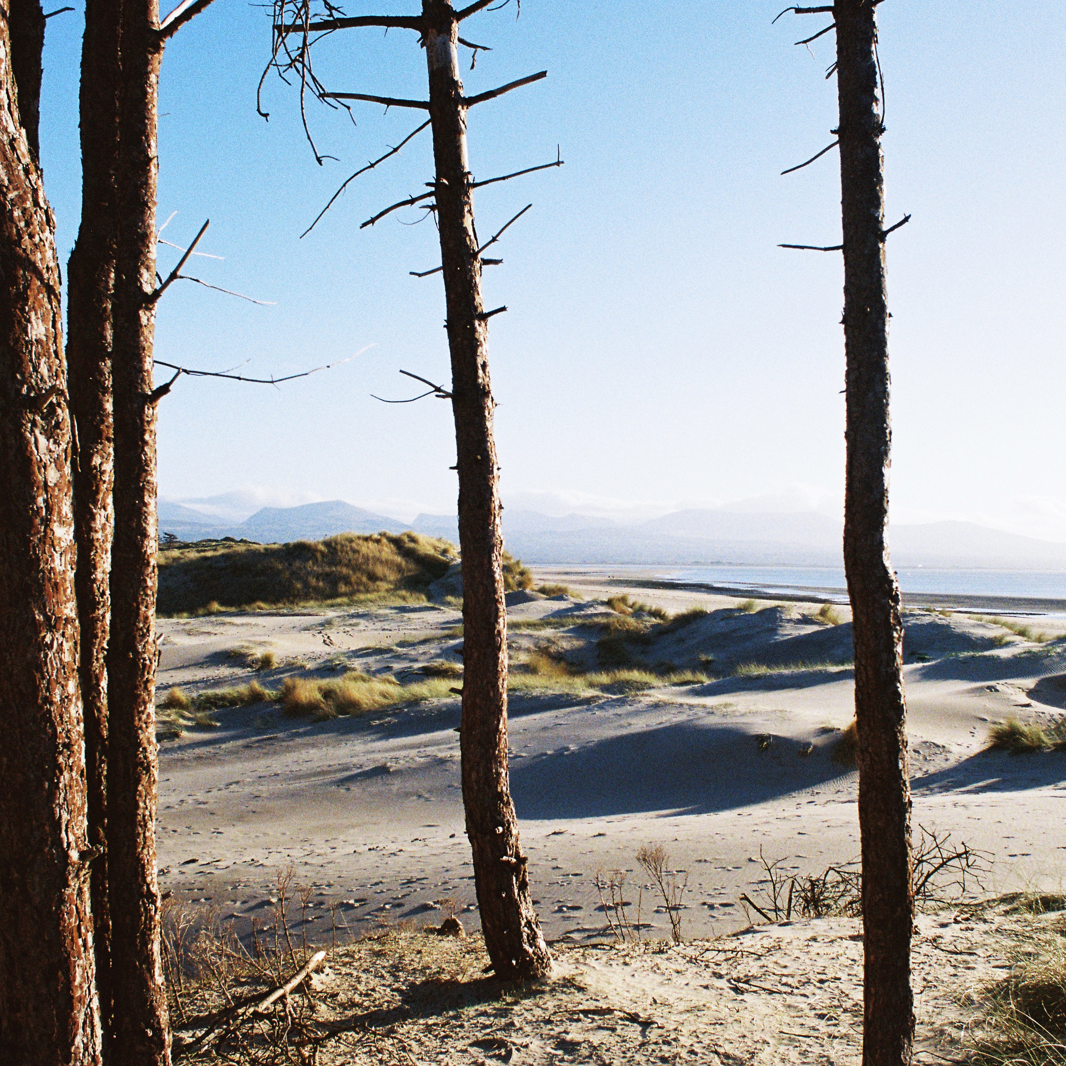 Primordial Slot Machine - EP