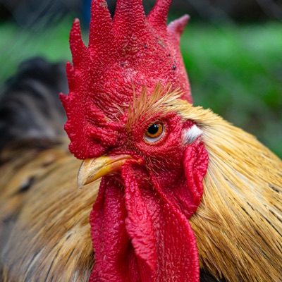 El Gallo - Single