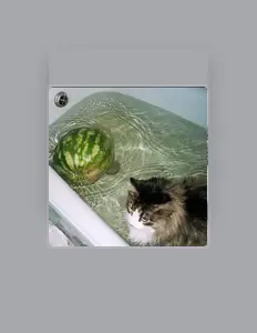Listen to 44meowluvv, watch music videos, read bio, see tour dates & more!