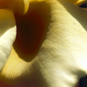 Yellow Roses - Single