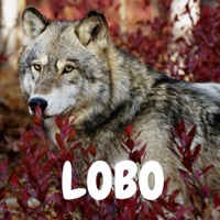LOBO - Single - Eneuno