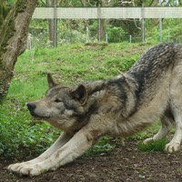 left for dead (feat. xternalz) - Single - torix