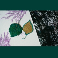 Schembri: A birch forest seen, imagined, and remembered - Single - Máire Carroll