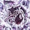 CARCUS - Tulpa Martyr lyrics
