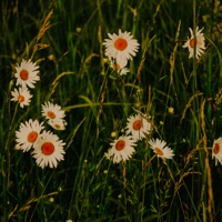 Daisy - Single - softwaves & Blocktane