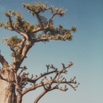 Savanna Road - Single