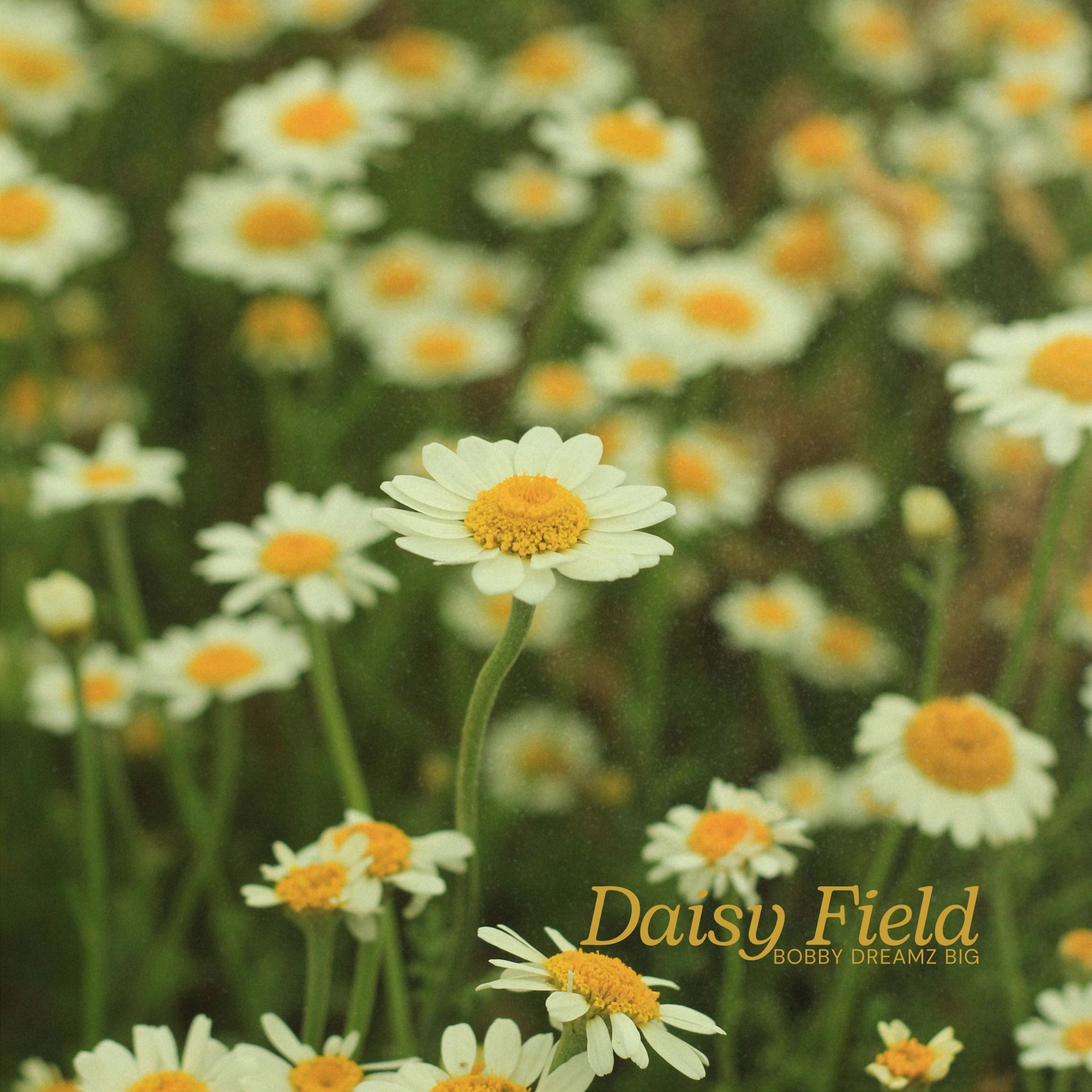 Daisy Field - Single