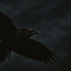 Icon Night Crow - Single