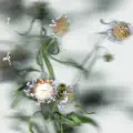 Aucune fleur