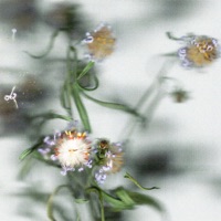 Aucune fleur