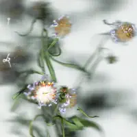 Soleil Secret — ROSE LUEUR