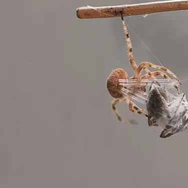 Slam