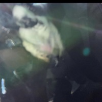 sticks out - Single - 99 Buck