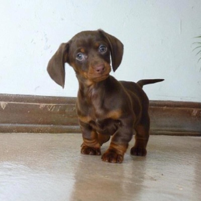 gigi kids dj - Ultra Cute Sound