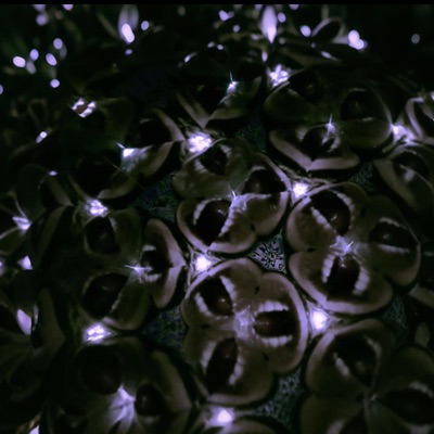 Echoes from The Abyss - EP