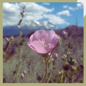 Bakers Globe Mallow