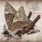 Ant - そろひょん lyrics