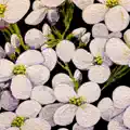 Aubrieta