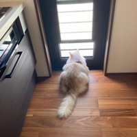 Nabi - Single - sasaeng