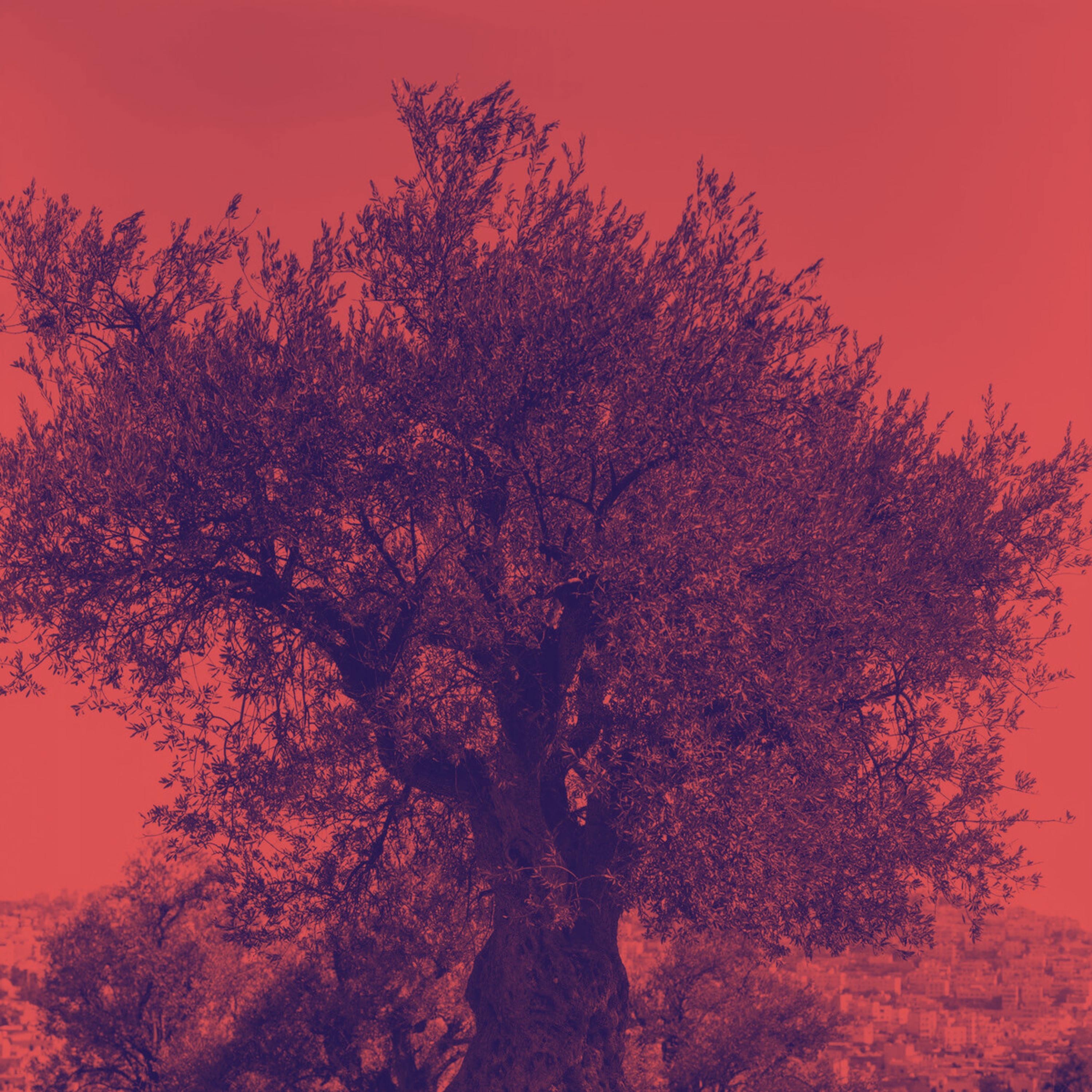 L'ulivo sotto il muro - Single