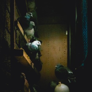 THE CITY / PIGEON MOLT (feat. Eyeswideshut) - Single