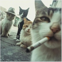 RedBull! - Single - LEY!