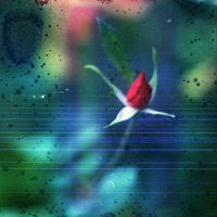 human almost - Single - Fed Nance