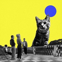 CINCO CON EL GATO