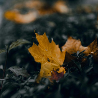 fear not (feat. hikari00) - Single