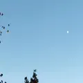 DAY MOON
