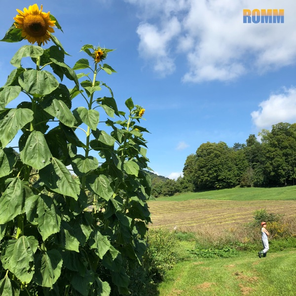 Sunflower Fields - Single