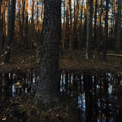 Before The Flood - Single