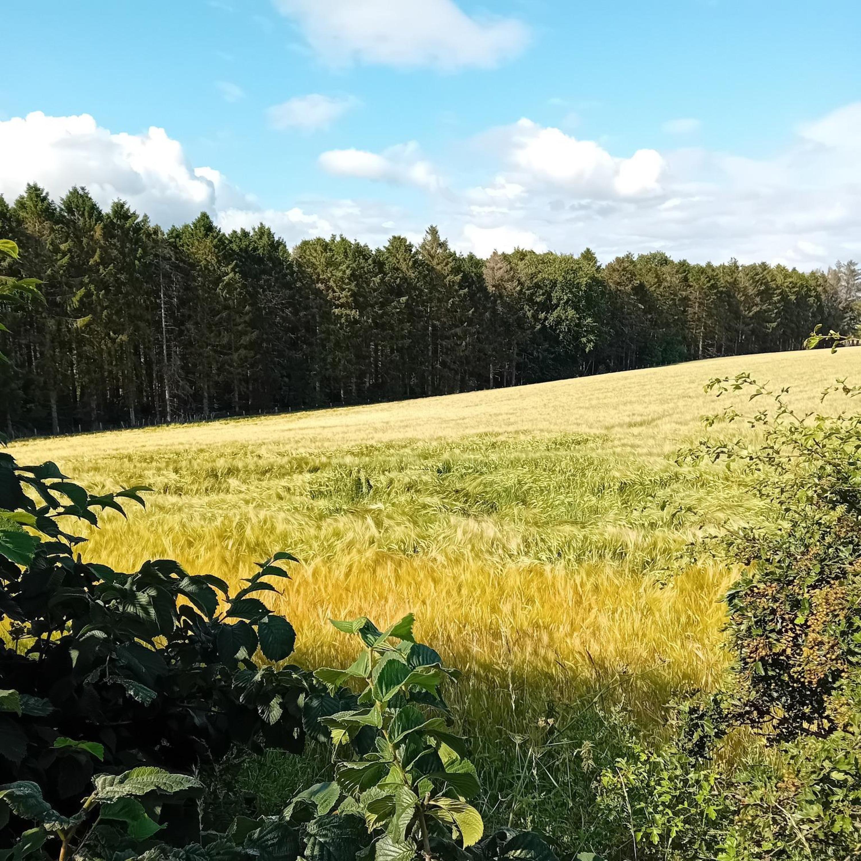 Every Other Summer's Day - Single