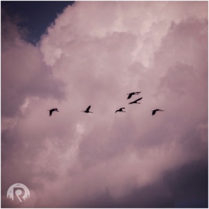 Migration - EP